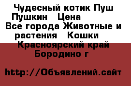 Чудесный котик Пуш-Пушкин › Цена ­ 1 200 - Все города Животные и растения » Кошки   . Красноярский край,Бородино г.